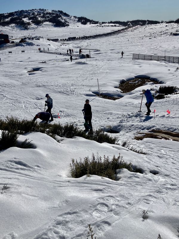 4 figures in the foreground, shovelling snow to keep thin ski trails open. It is a sunny day and the snow is glistening slightly. In the background is a road filled with parked cars.